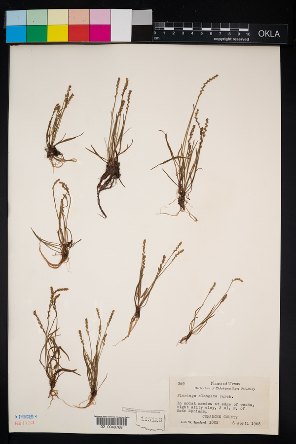 Plantago elongata image