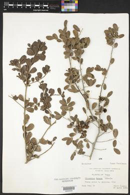 Diospyros texana image