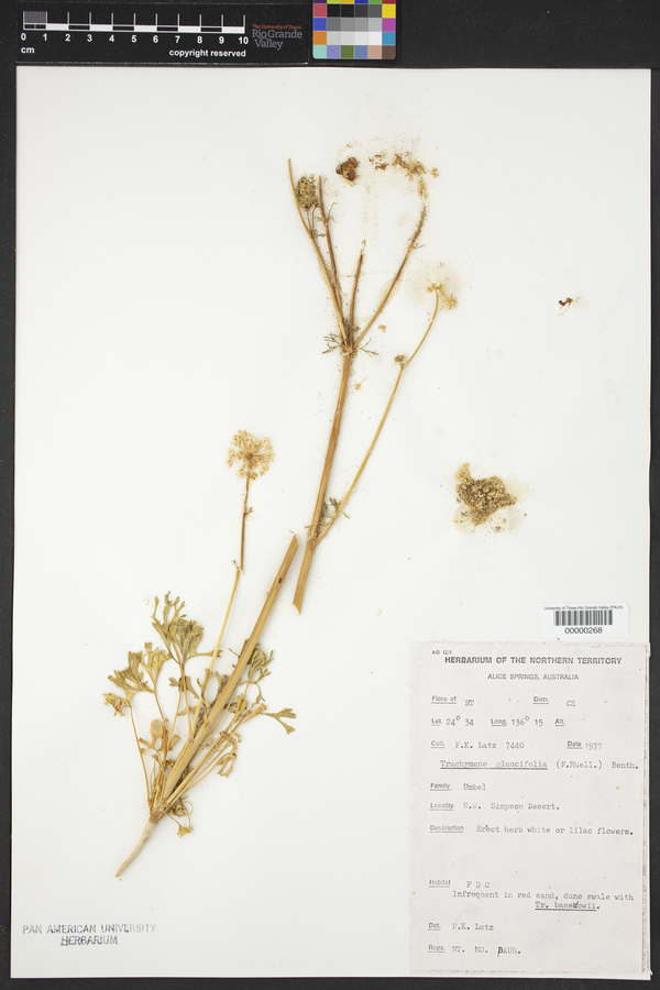 Trachymene glaucifolia image