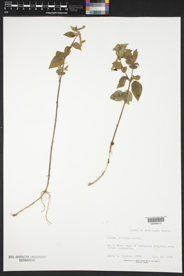 Cuphea nitidula image