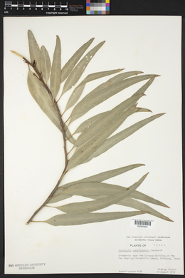 Eucalyptus camaldulensis image