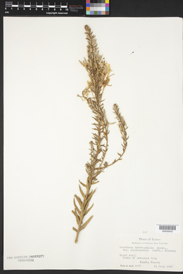 Oenothera rhombipetala image