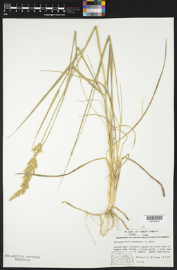 Calamagrostis stricta subsp. inexpansa image