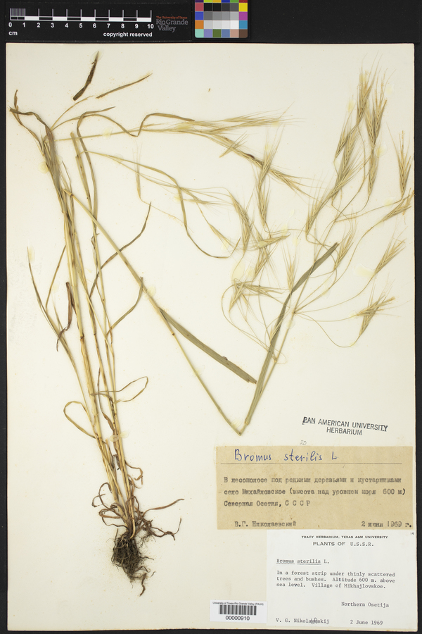 Bromus riparius image