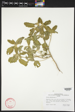 Croton glandulatus image