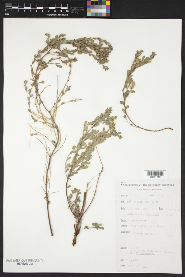 Phyllanthus fuernrohrii image