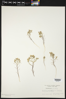 Eriastrum sapphirinum subsp. ambiguum image