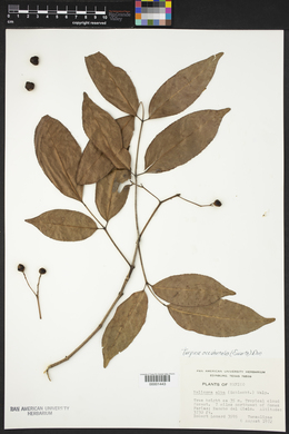 Turpinia occidentalis image