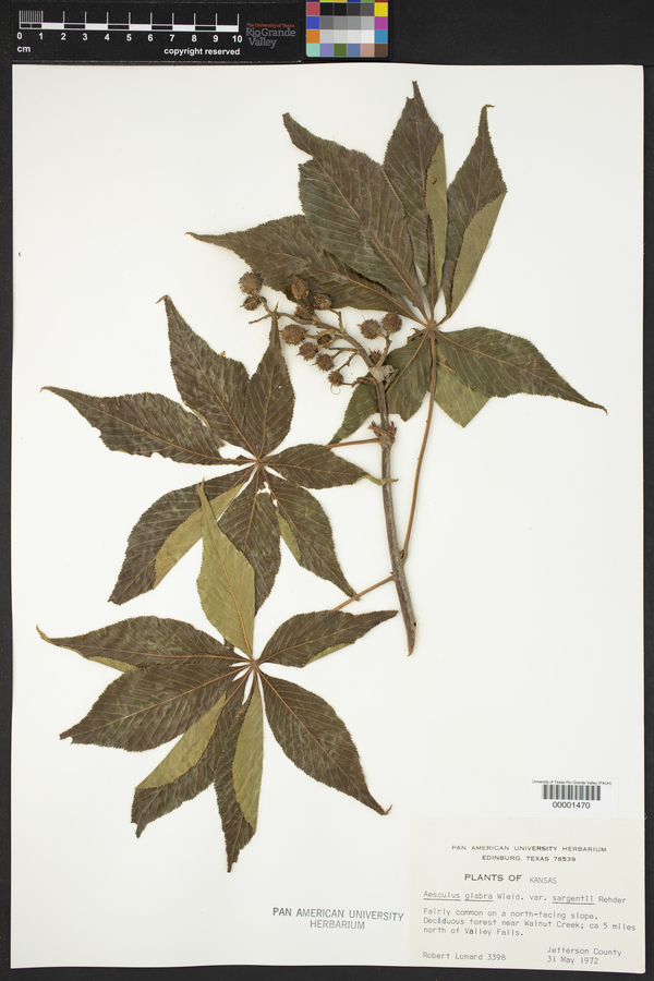 Aesculus glabra var. sargentii image