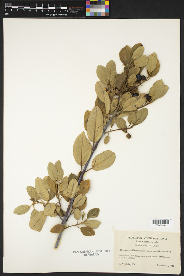 Frangula californica subsp. ursina image