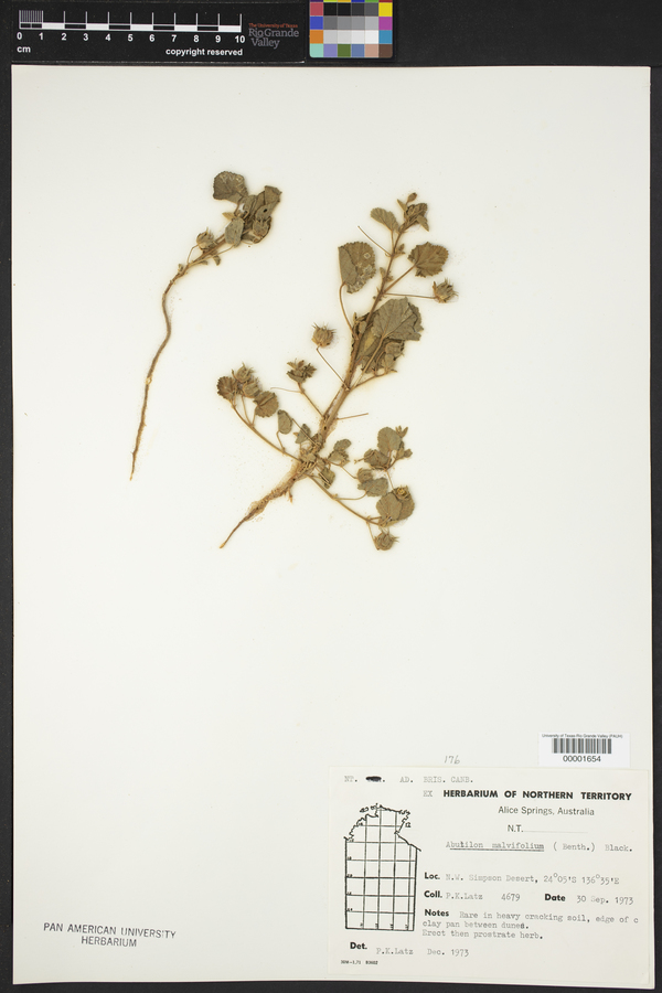 Abutilon malvifolium image