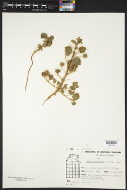 Image of Abutilon malvifolium