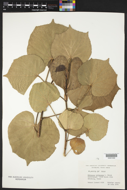 Hibiscus tiliaceus image