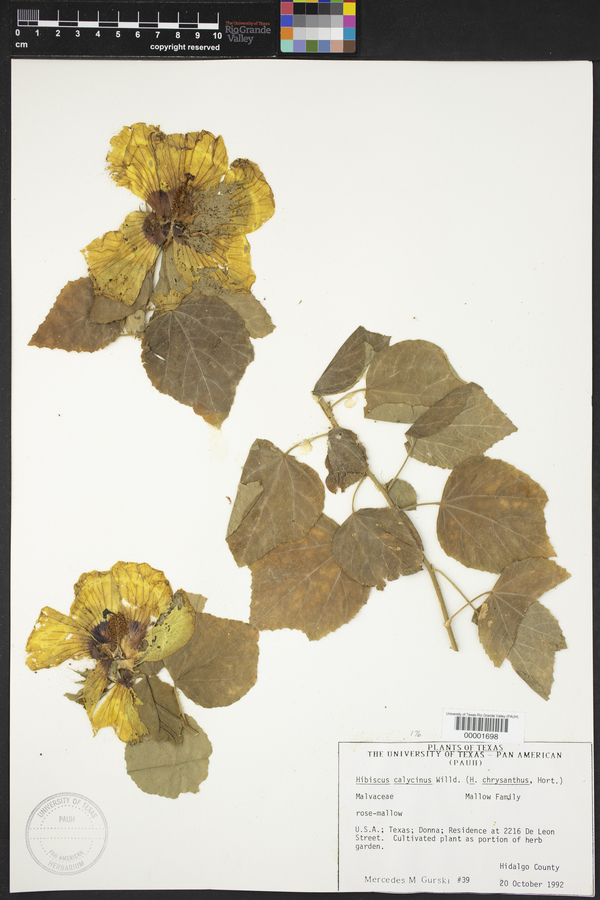 Hibiscus calyphyllus image