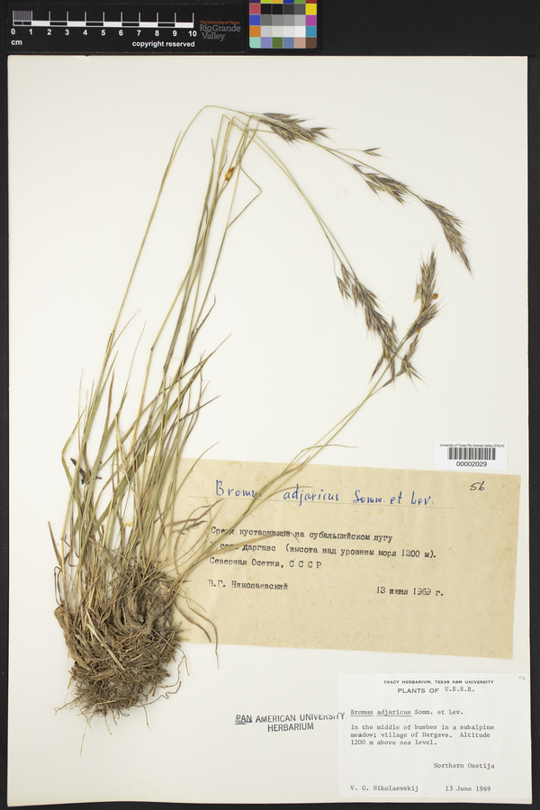 Bromus variegatus image