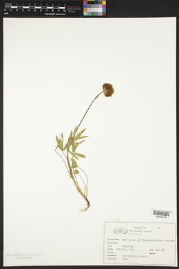 Trifolium multipedunculatum image