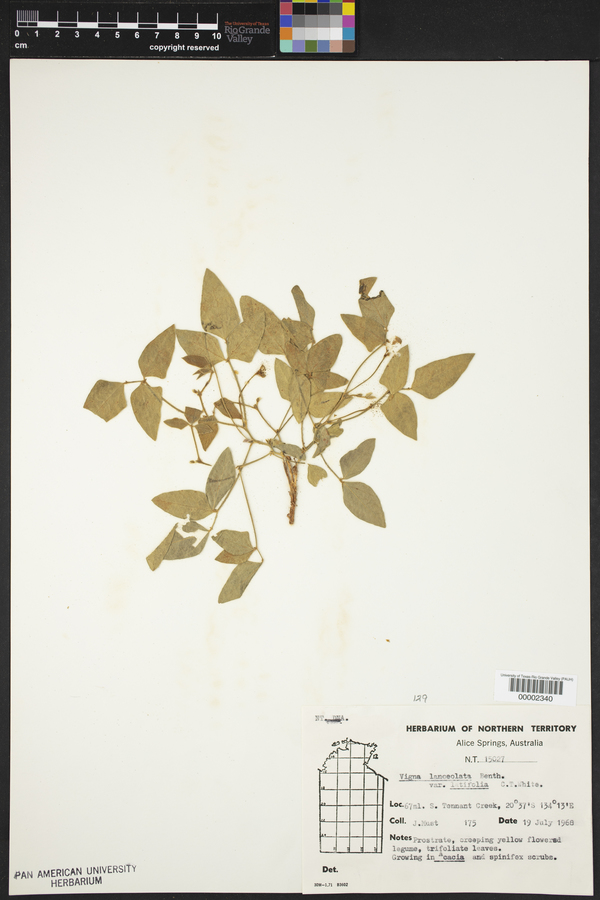 Vigna lanceolata image