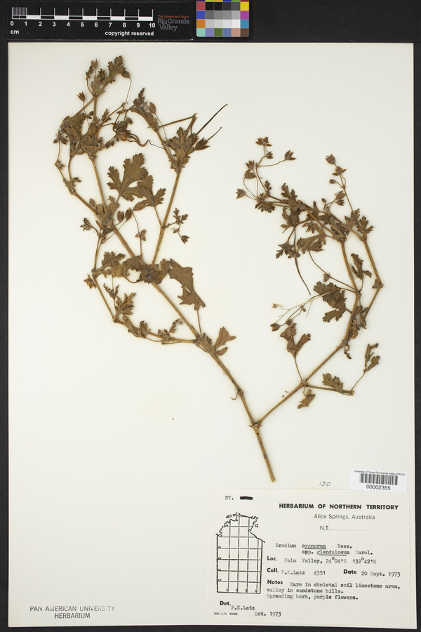 Erodium carolinianum image