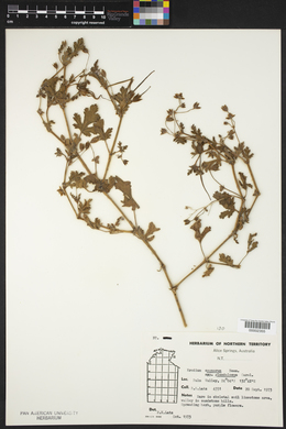 Image of Erodium carolinianum