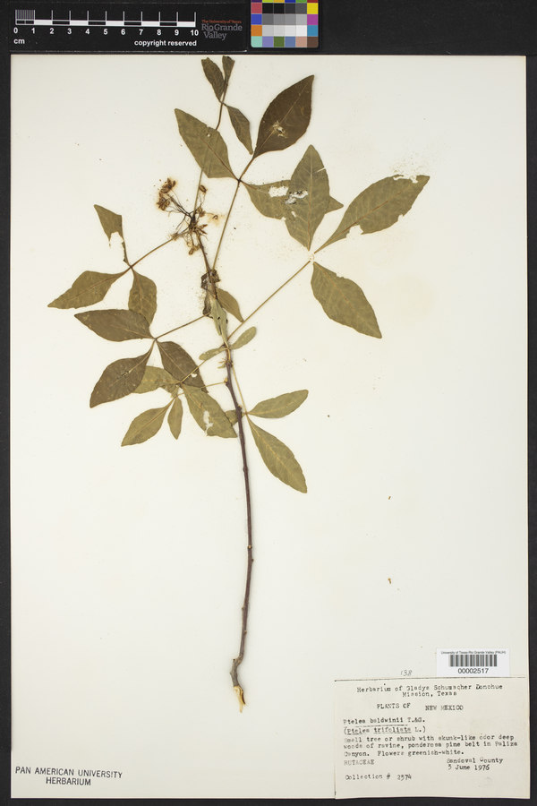 Ptelea trifoliata subsp. trifoliata image