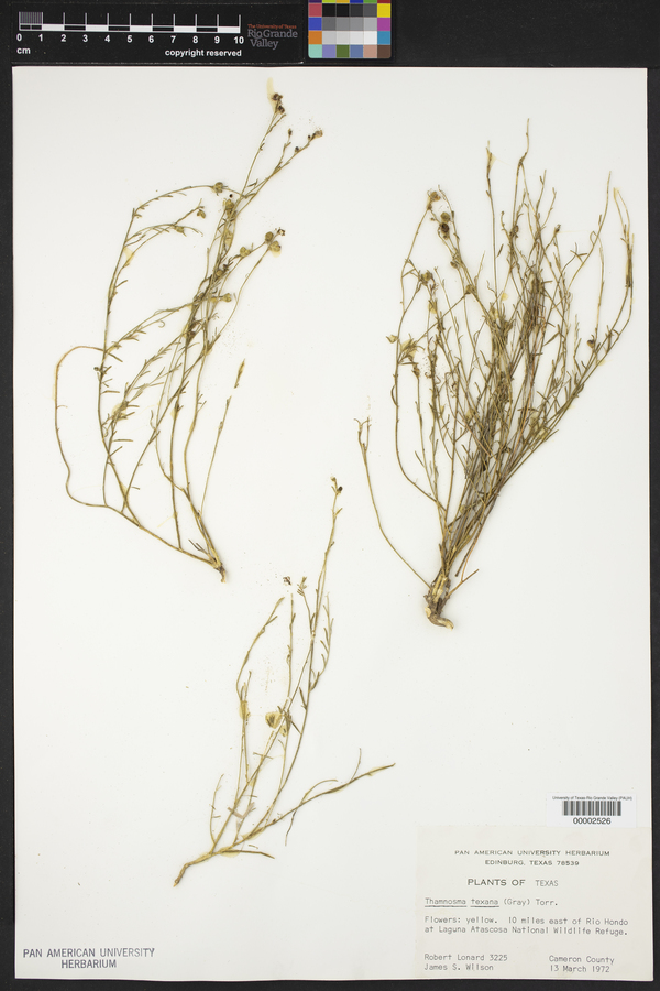 Thamnosma texanum var. texanum image