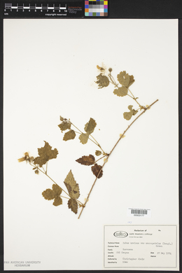 Rubus ursinus var. macropetalus image