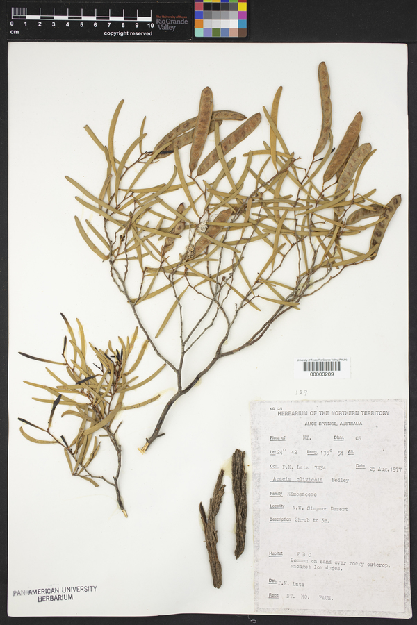 Acacia clivicola image