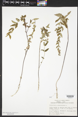 Scutellaria galericulata image