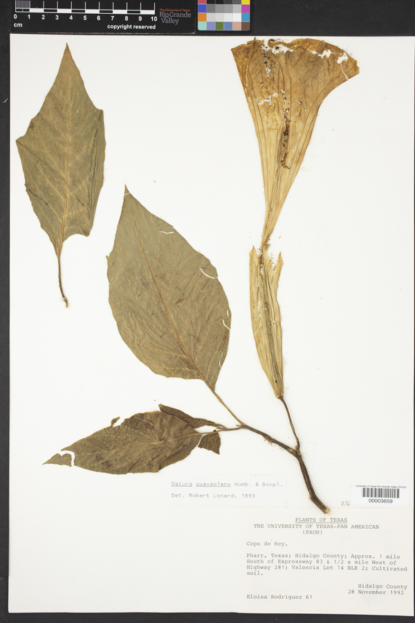 Datura suaveolens image