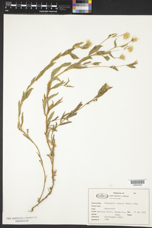 Chrysopsis oregona image