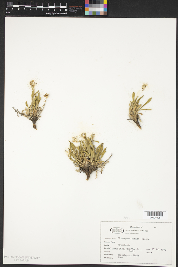 Chrysopsis pumila image