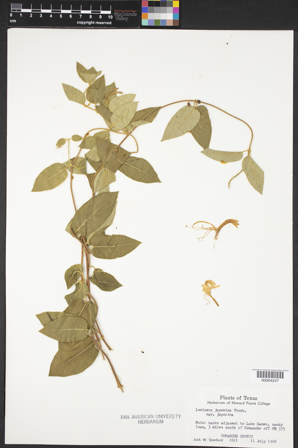 Lonicera japonica var. japonica image
