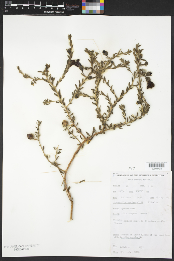 Eremophila macdonellii image