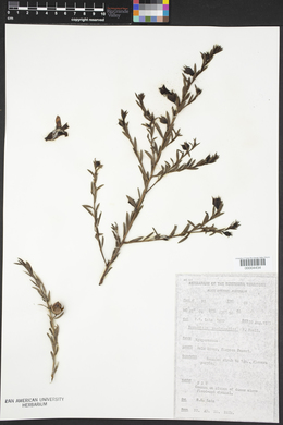 Eremophila macdonnellii image