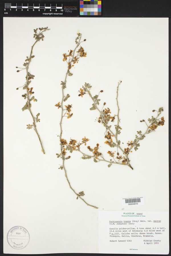 Parkinsonia texana var. macra image