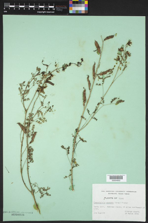 Caesalpinia caudata image