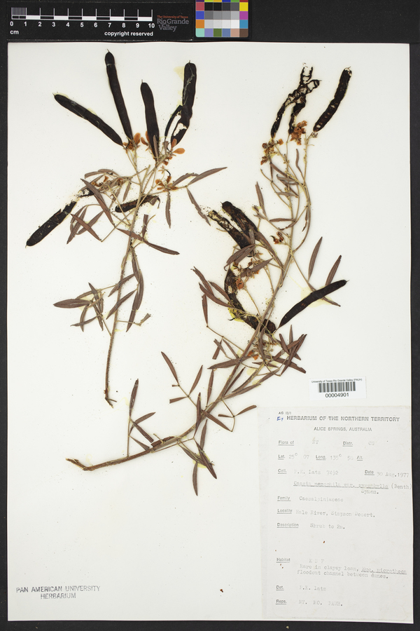 Senna artemisioides subsp. zygophylla image
