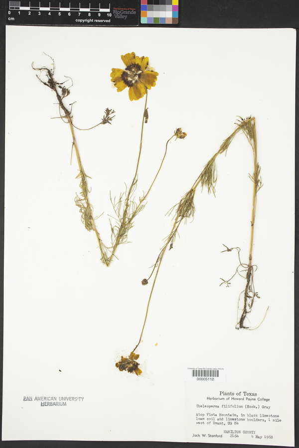 Thelesperma filifolium image