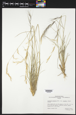 Aristida purpurea var. wrightii image