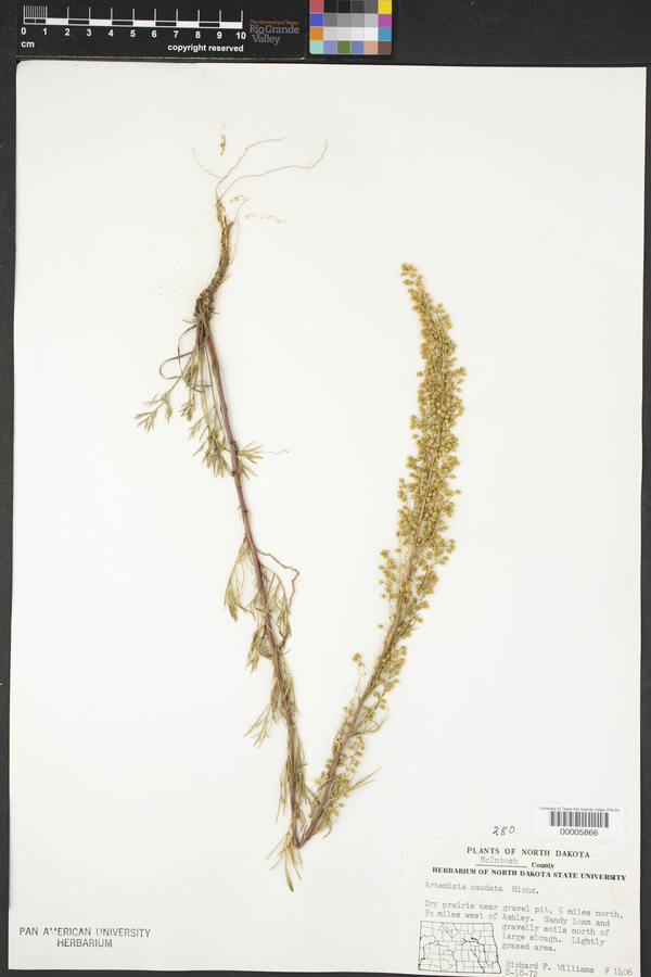 Artemisia campestris subsp. caudata image