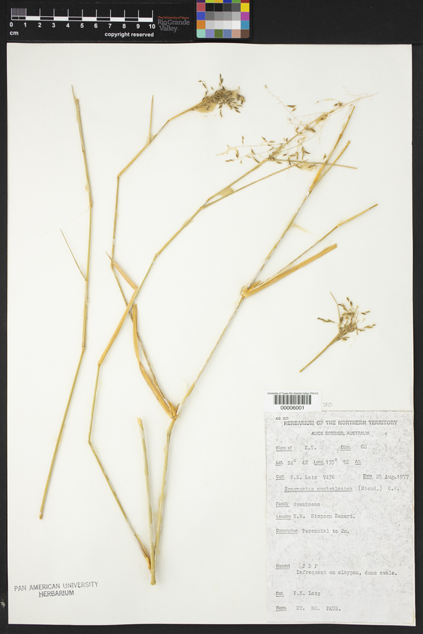 Eragrostis australasica image
