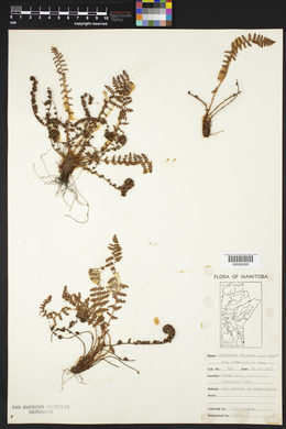 Dryopteris fragrans image