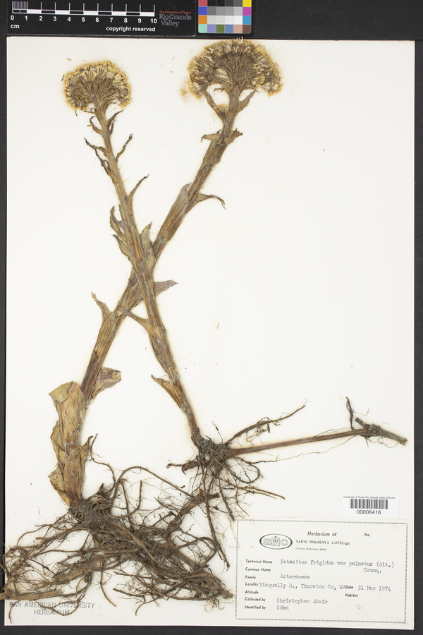 Petasites frigidus subsp. palmatus image