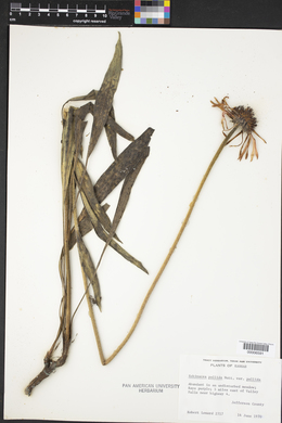 Echinacea pallida var. pallida image