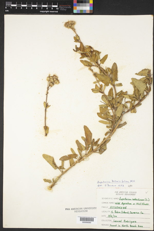 Eupatorium betonicifolium image