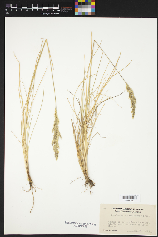 Deschampsia holciformis image