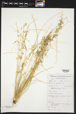 Eragrostis eriopoda image