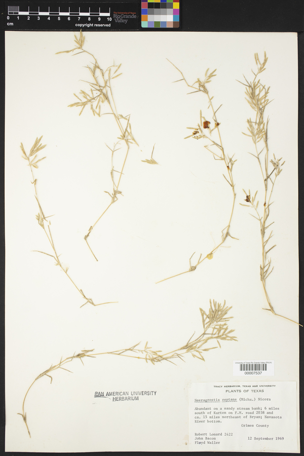 Eragrostis reptans image