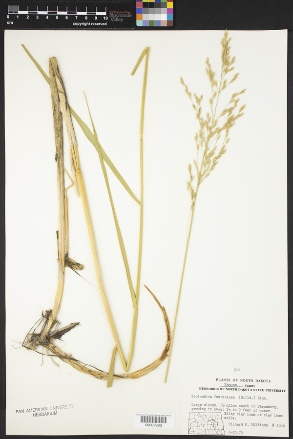 Scolochloa festucacea image