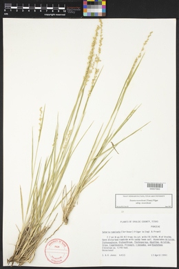 Setaria reverchonii image